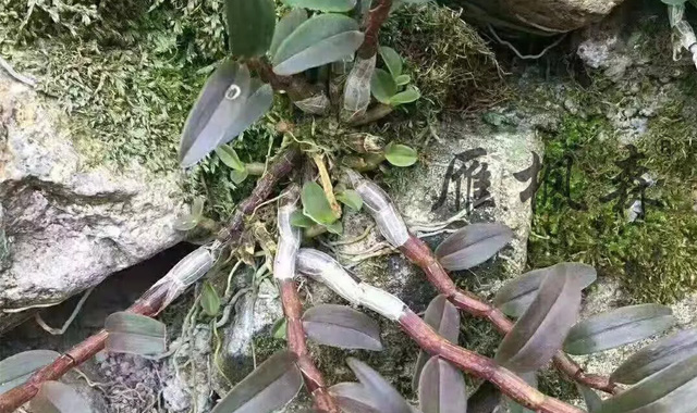 铁皮石斛的12大功效,中西医都认可!你觉得靠谱吗?