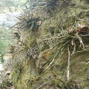 铁皮石斛（岩石培植）