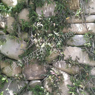 铁皮石斛种植（岩石培植）