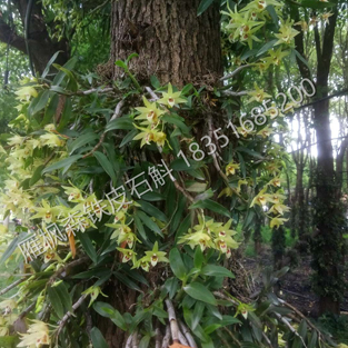 铁皮石斛（树培）开花期