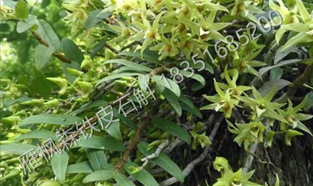 浙江铁皮石斛怎么吃对胃病好